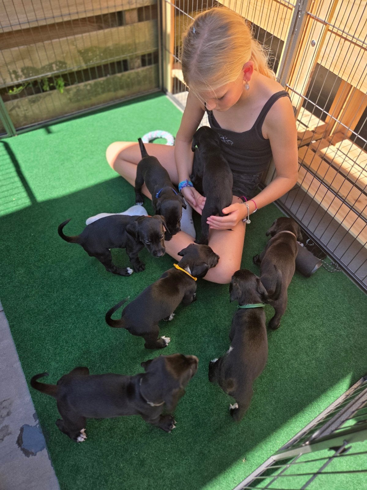 Prachtige Labradoodle x Dalmatiër pups zoeken gouden mandje!, Dieren en Toebehoren, Honden | Niet-rashonden, 8 tot 15 weken, Groot