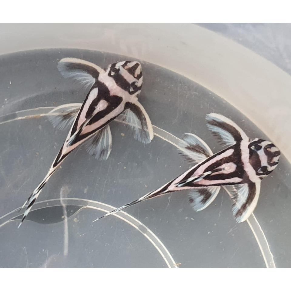 6x L46 L046 Jongen 4CM, Dieren en Toebehoren, Vis, Zoetwatervis