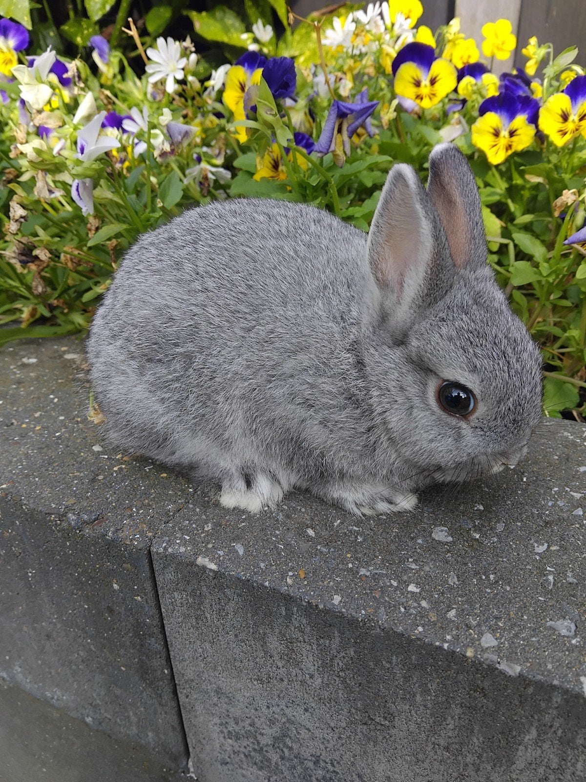 Mooie kleurdwerg chinchilla rammetje, Mannelijk, Dwerg