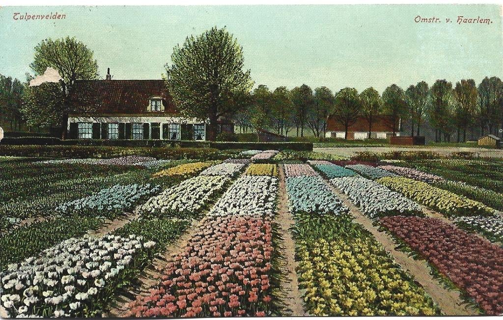Bollenvelden;  Tulpenvelden bij Haarlem, Verzamelen, Ansichtkaarten | Nederland, Verzenden, Voor 1920, Gelopen, Noord-Holland