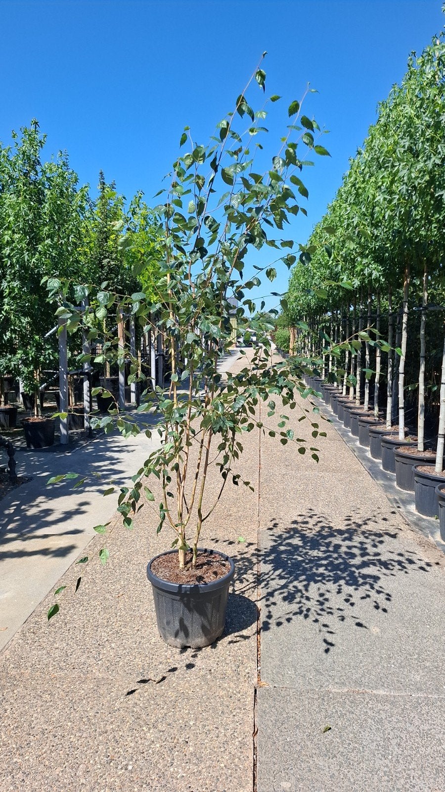 meerstammige witte berken betula utilis, Overige soorten, Zomer, Ophalen, Volle zon