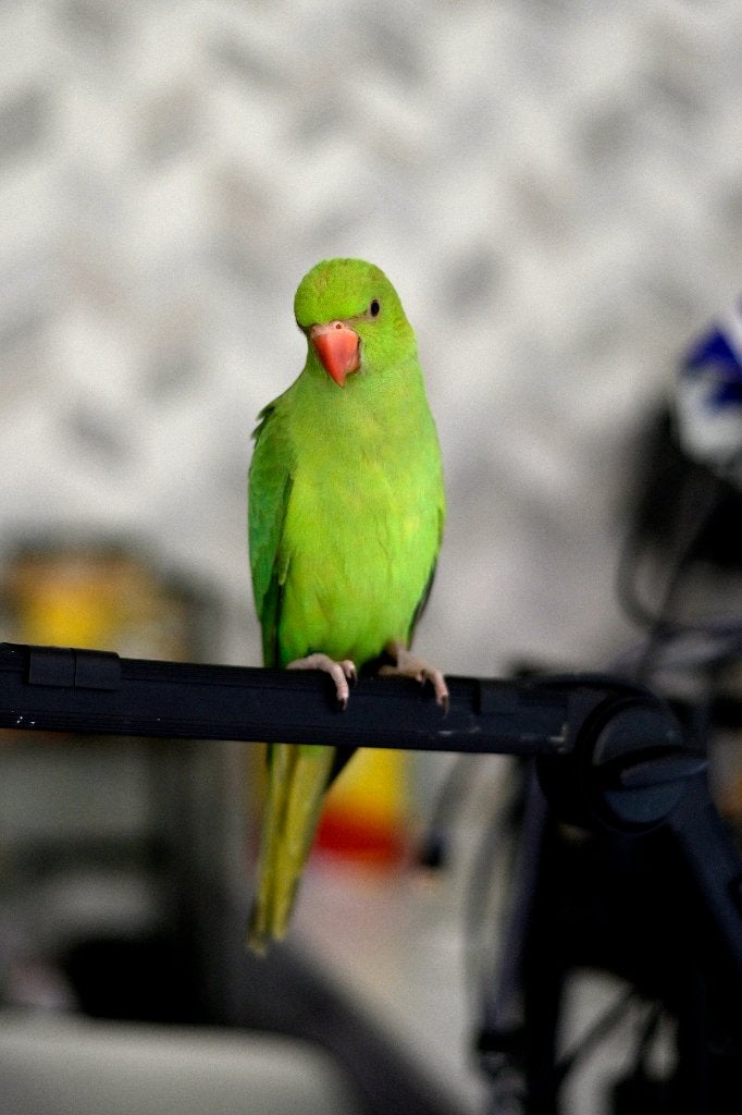 Halsbandparkiet, Dieren en Toebehoren, Vogels | Parkieten en Papegaaien, Mannelijk, Parkiet, Geringd