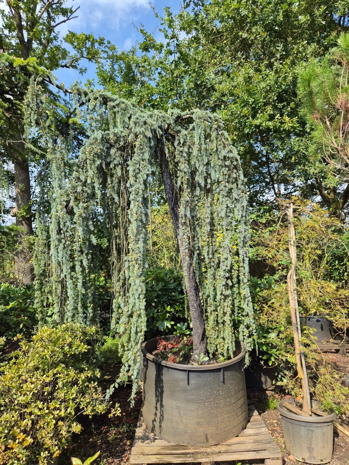 Treurceder (Cedrus Atlantica Glauca Pendula) in pot, Bloeit niet, Treurboom, 250 tot 400 cm, Ophalen