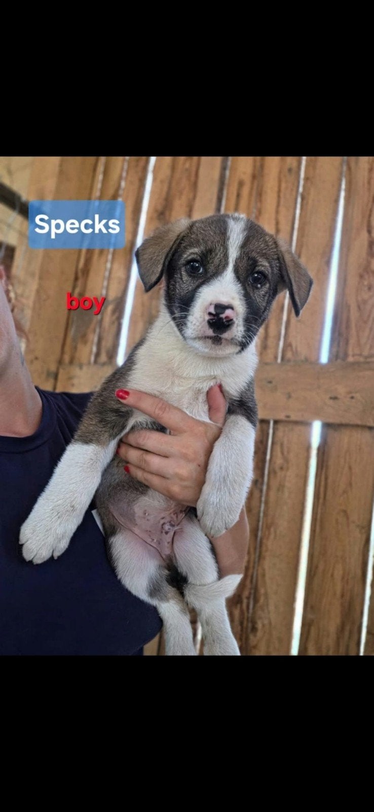 pup Specks zoekt een baasje, Dieren en Toebehoren, 15 weken tot 1 jaar, Buitenland, Eén hond, CDV (hondenziekte)