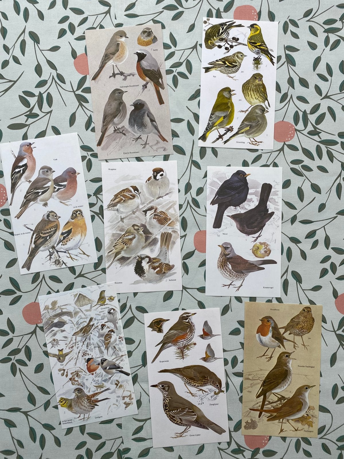Vogel prenten pooer pagina’s scrapbook ephemera, Ophalen of Verzenden, Gebruikt, Versiering of Embellishment