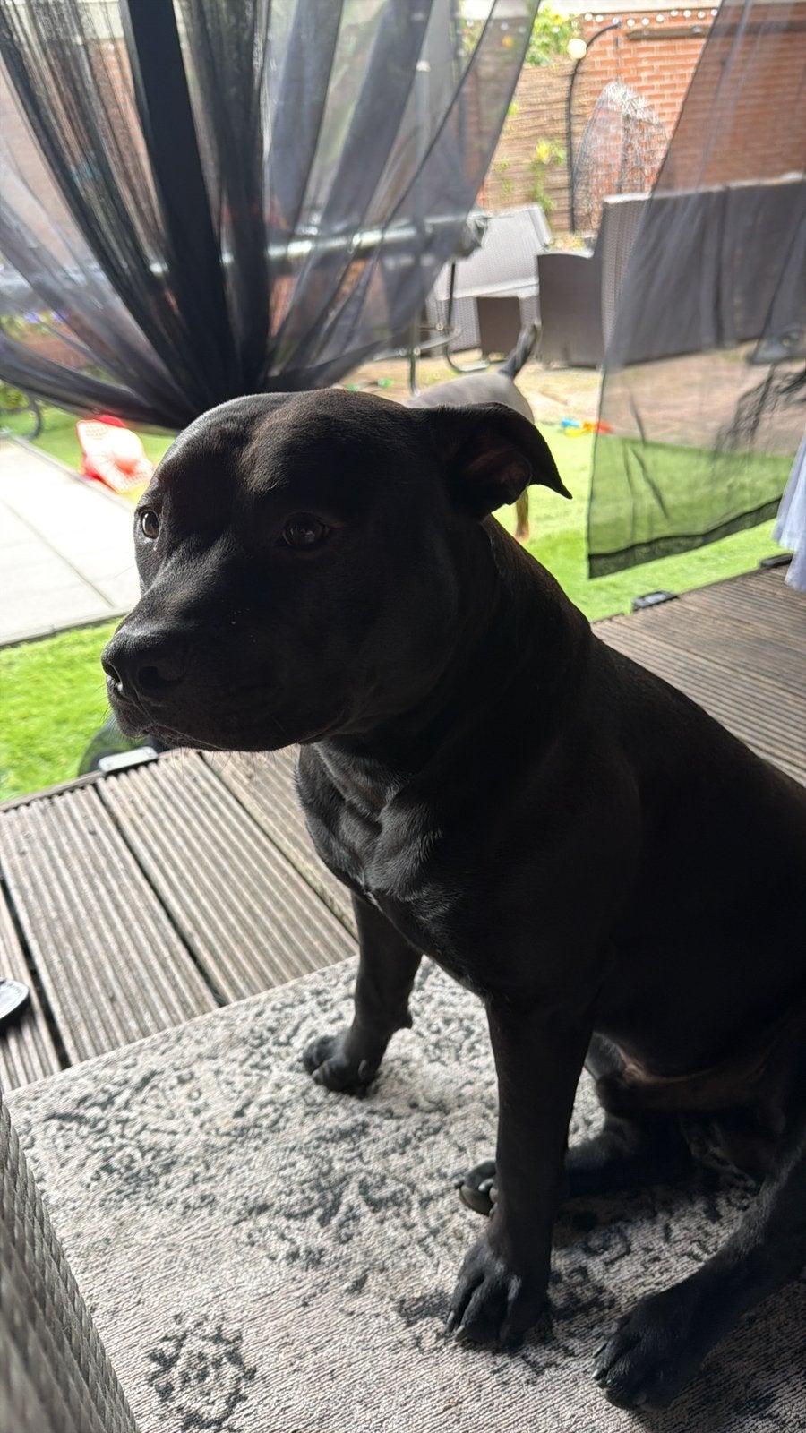Pitbull/Stafford mix pup, 15 weken tot 1 jaar, Reu, Parvo, Eén hond
