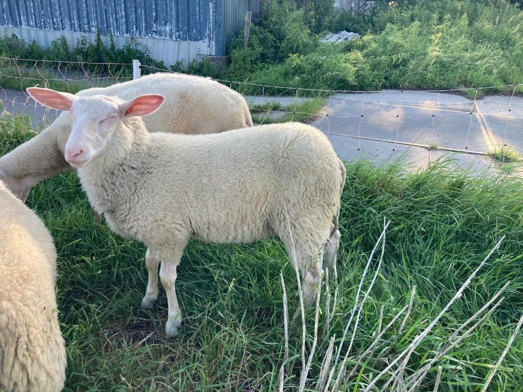 Melkschapen ramlam (geboortedatum 21 februari 2026), Dieren en Toebehoren, Schapen, Geiten en Varkens, Mannelijk, Schaap, 0 tot 2 jaar