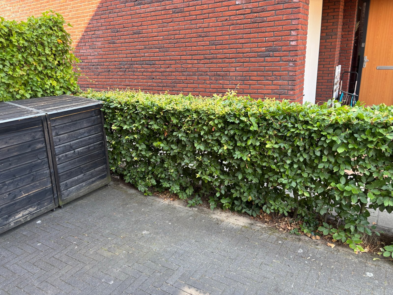 Beukenhaag, Ophalen, Beukenhaag, Haag, 100 tot 250 cm
