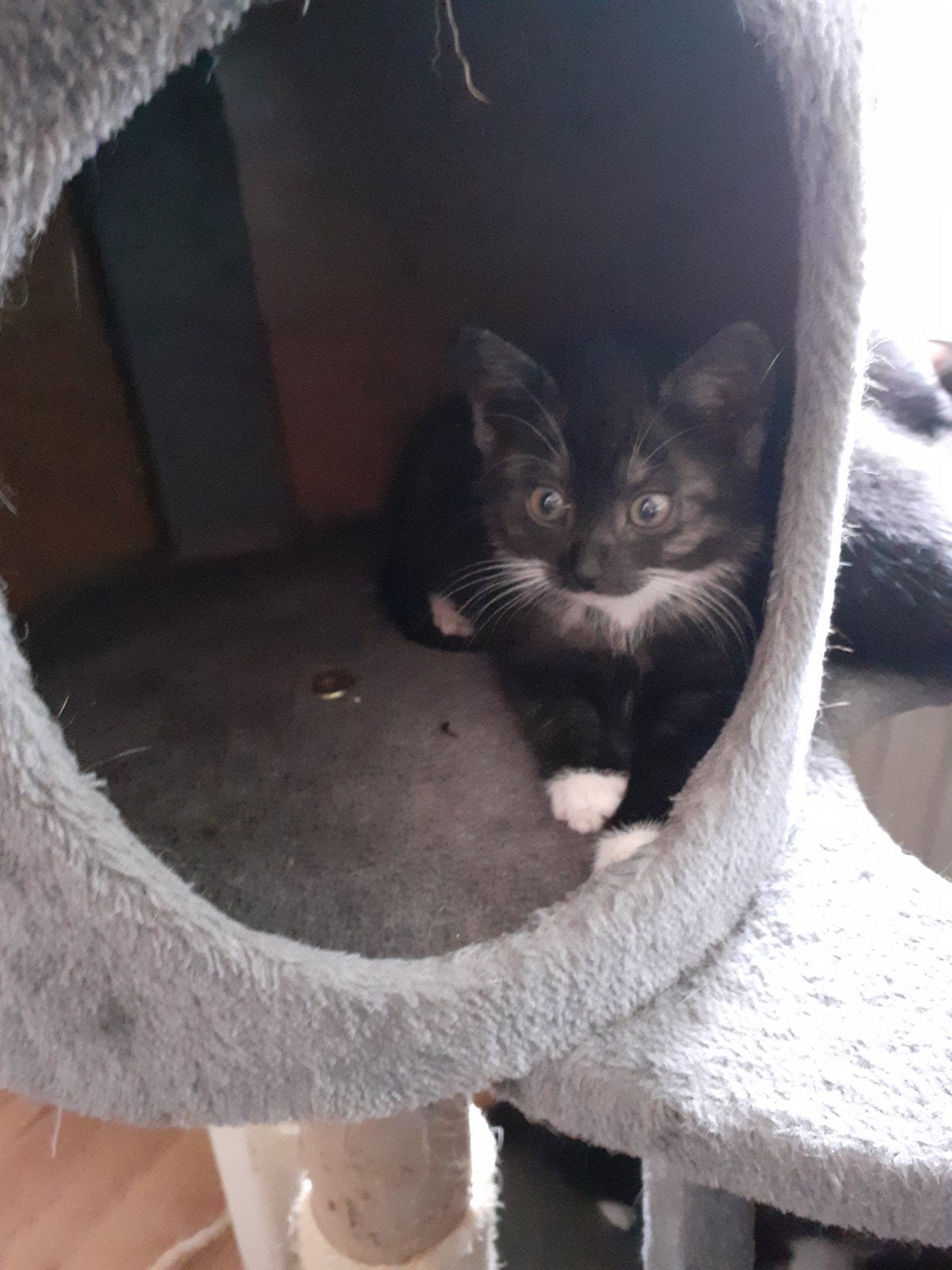 9 kittens nog over van de 2 nestjes mogen het nest verlaten, Meerdere dieren