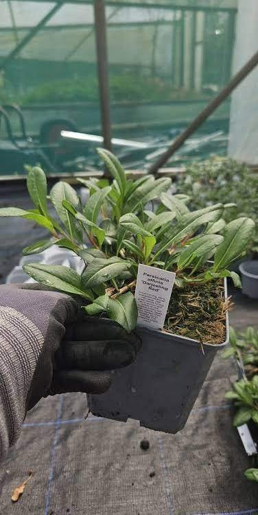 Duizendknoop Persicaria affinis Darjeeling Red en Superba, Ophalen, Vaste plant, Overige soorten, Volle zon
