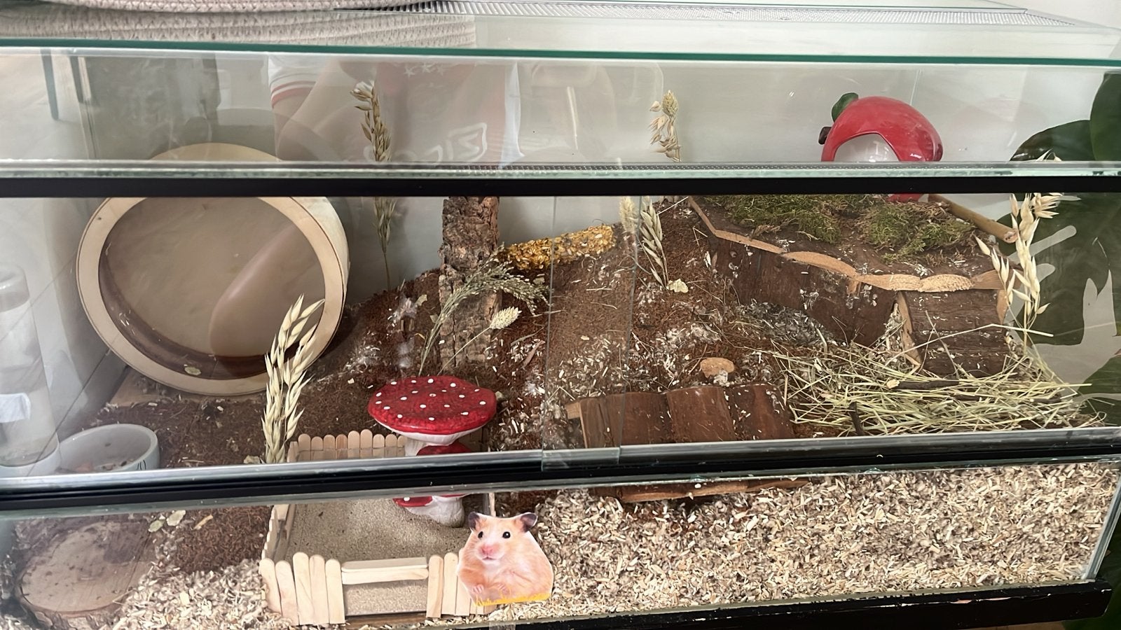 Hamster terrarium, Zo goed als nieuw, 75 tot 110 cm, Ophalen, Minder dan 60 cm