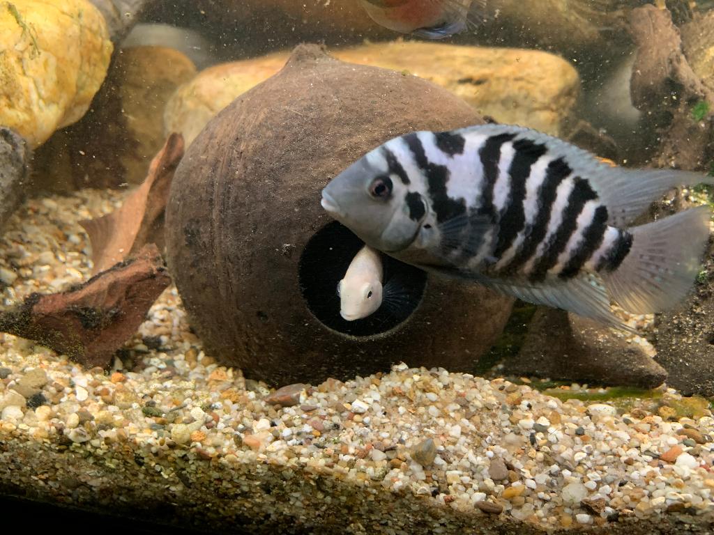 Amatitlania nigrofasciata, zebra cichlide, Midden-Amerikaans, Vis
