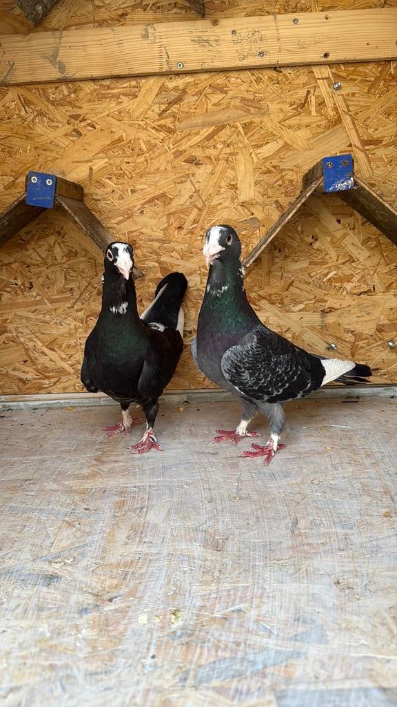 Mooie turkse wam duiven koppel, Dieren en Toebehoren, Meerdere dieren, Overige soorten