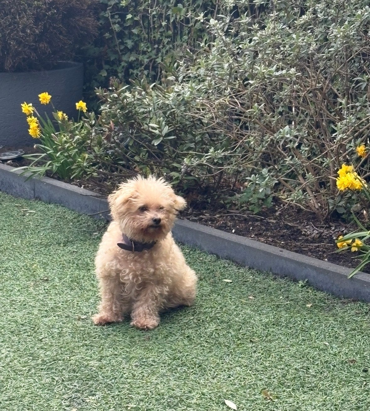 Maltipoo, Dieren en Toebehoren, Honden | Chihuahua's en Gezelschapshonden, 6 jaar of ouder, Maltezer, Particulier, Reu