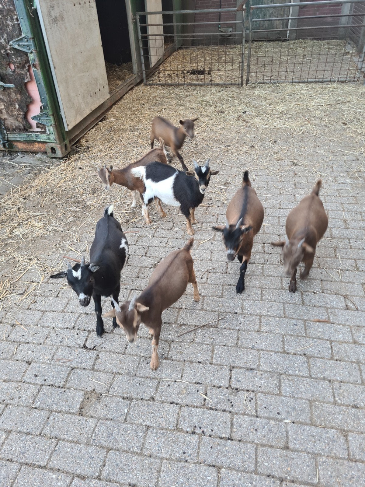 dwerggeit lammeren te koop, Dieren en Toebehoren, Schapen, Geiten en Varkens, Meerdere dieren, Geit, 0 tot 2 jaar