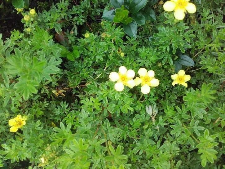 Potentilla Fruticosa Struikganzerik Geel, Wit en Rood, Ophalen of Verzenden, Overige soorten, Volle zon