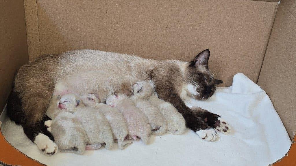 Siamese kittens, Meerdere dieren, Gechipt, 0 tot 2 jaar