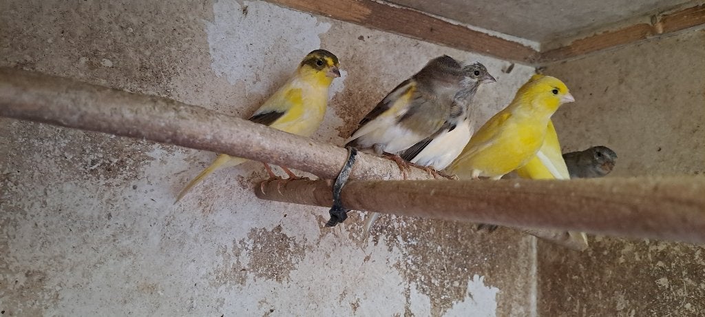 goed fluitende bonte kanaries uit buiten vlucht, Mannelijk, Kleurkanarie