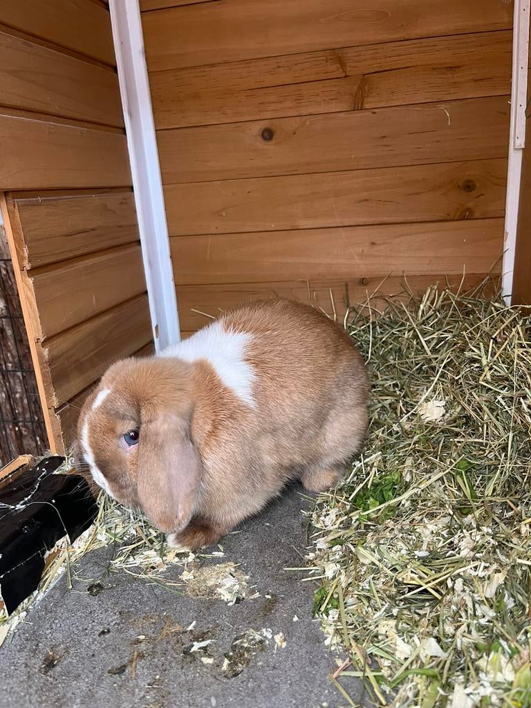 Mini Lop konijnen, Dieren en Toebehoren, Konijnen, Meerdere dieren, Dwerg