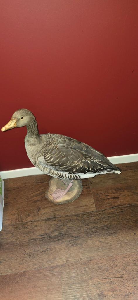 Opgezette Grauwe Gans - Decoratief en Uniek, Ophalen of Verzenden