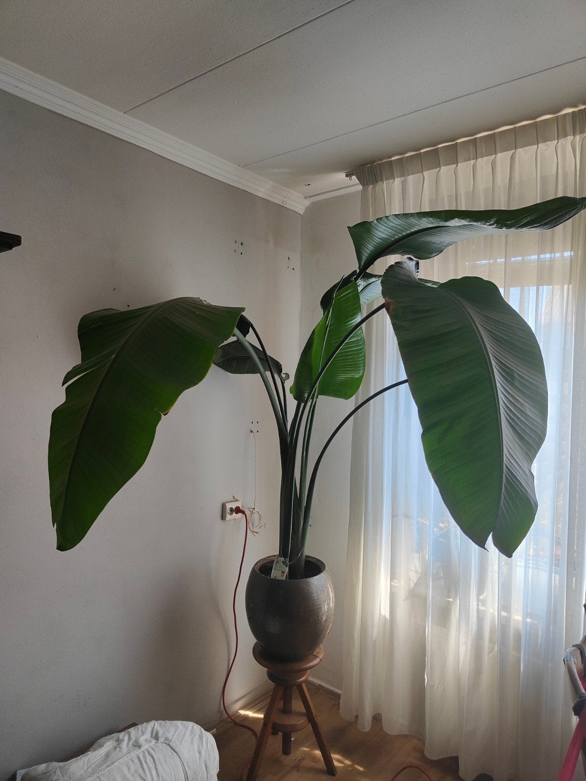 paradijs vogelplant XXL sterilitzia Nicolai, Ophalen, Halfschaduw