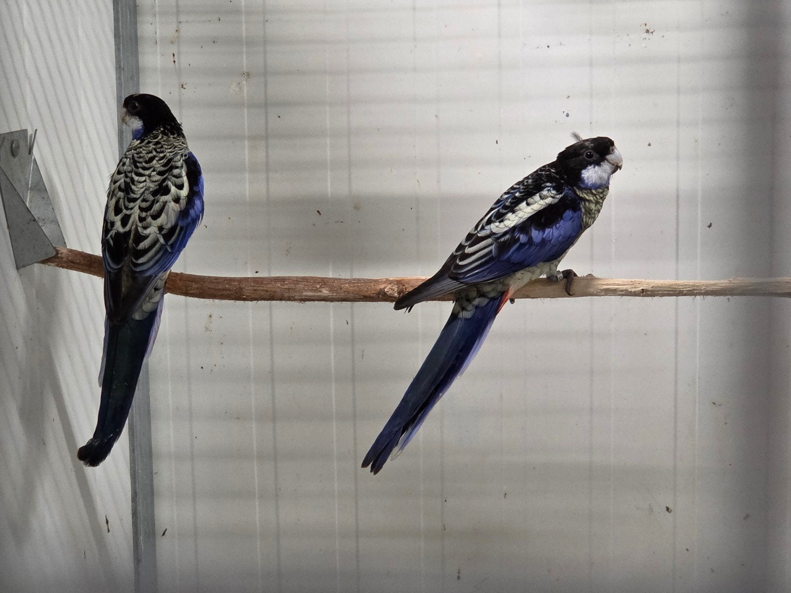 Vele vogels aangeboden, Dieren en Toebehoren, Vogels | Parkieten en Papegaaien, Meerdere dieren, Parkiet