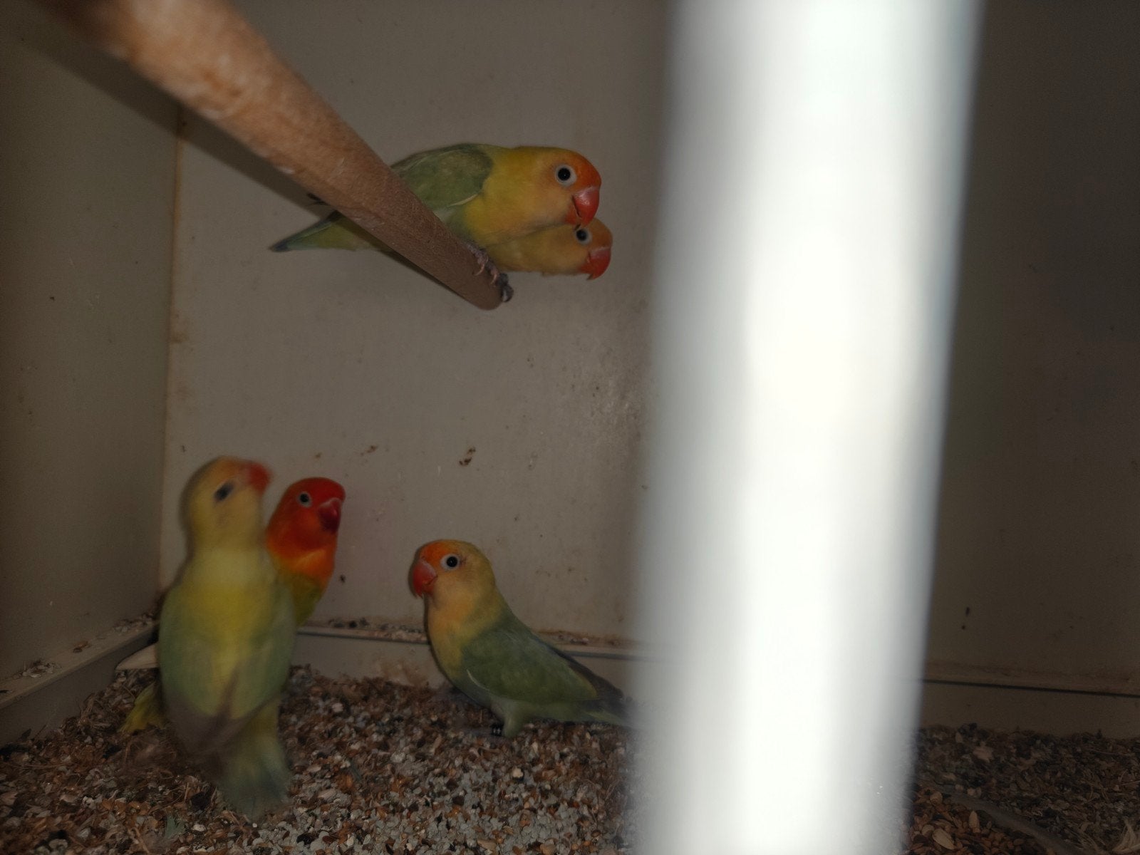 fischeri 7 stuks waaronder fallow., Meerdere dieren, Dwergpapegaai of Agapornis, Geringd