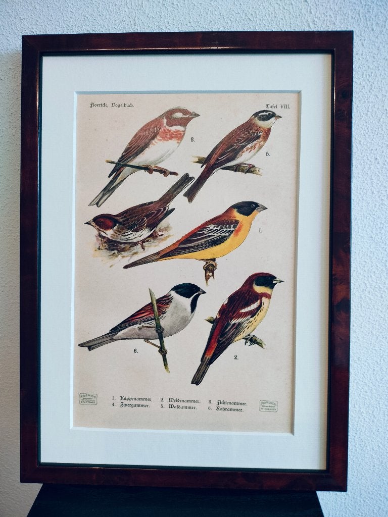 Litho Floericke Gors Bosgors Rietgors Witkopgors 1922, Antiek en Kunst, Ophalen of Verzenden