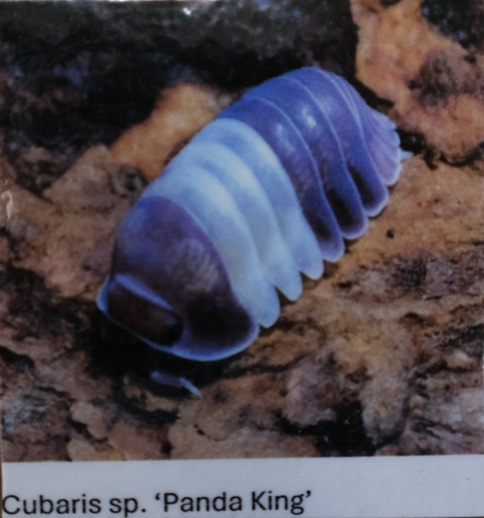 Unieke Isopods / Pissebedden Cubaris sp. ‘Panda King’, Dieren en Toebehoren, Insecten en Spinnen, Overige soorten