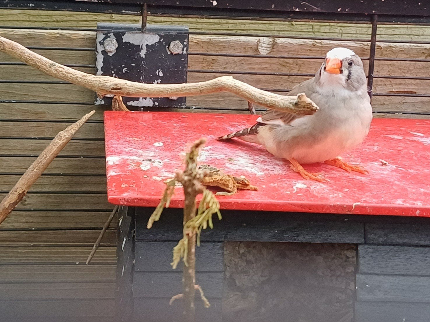 2 vrouwtjes zebravinken, Dieren en Toebehoren, Vogels | Overige Vogels, Vrouwelijk