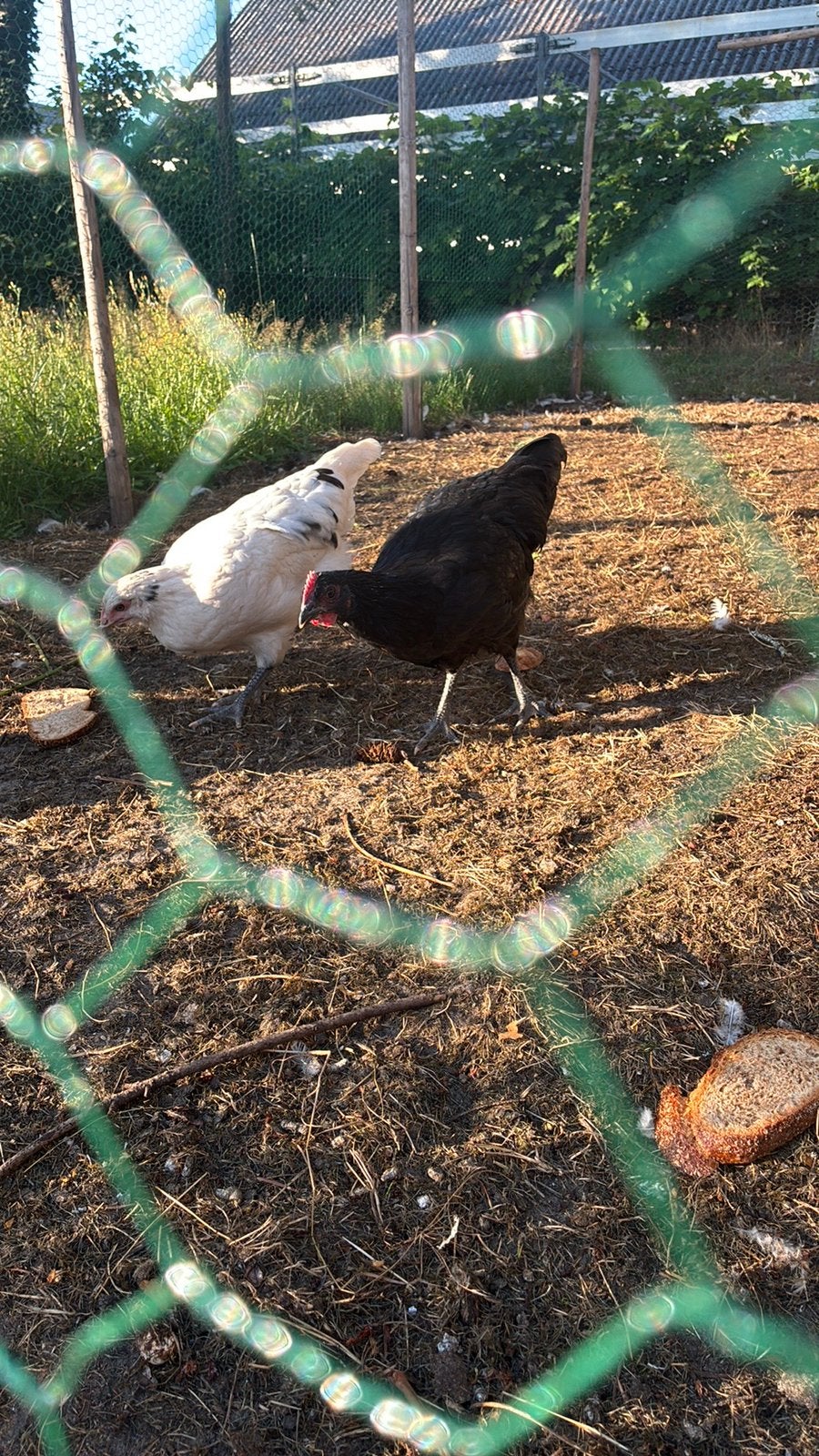 Australorp haan  18 weken, Dieren en Toebehoren, Mannelijk, Kip