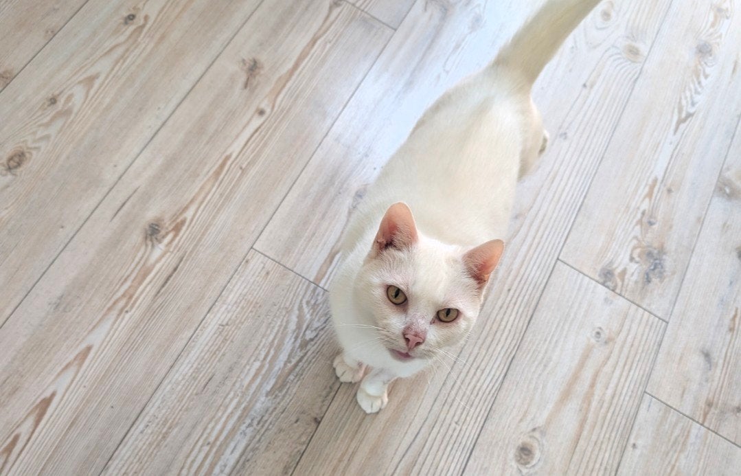 vermist witte kat ‼️, Dieren en Toebehoren, Overige Dieren, Oktober, Mannelijk