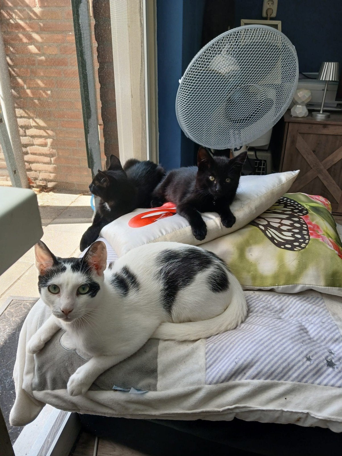 3katten zoeken 5 sterren thuis, Meerdere dieren, Kortharig, 0 tot 2 jaar