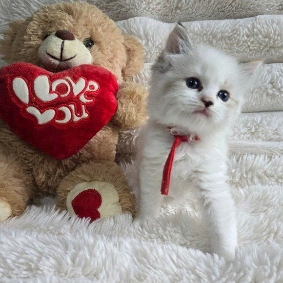 😻💯Ragdoll kittens😻 uit geteste ouders💥 lynx en tortie, Dieren en Toebehoren, Gechipt
