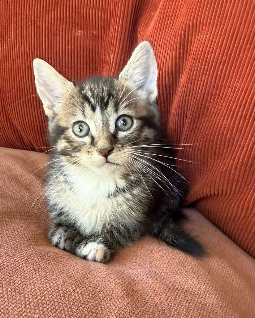 Sociale speelse kittens, Dieren en Toebehoren, Katten en Kittens | Overige Katten, Kortharig, Meerdere dieren, 0 tot 2 jaar