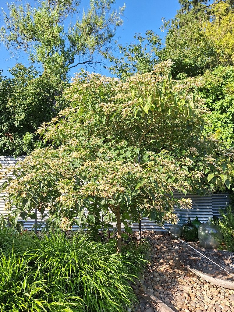 Pindakaasboom Kansenboom Clerodendrum trichotomum, Overige soorten, Lente, 250 tot 400 cm, Ophalen
