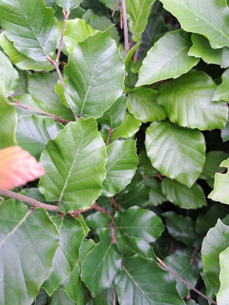 70 Groene Beukenhaag Fagus sylvatica 125 cm, Tuin en Terras, Planten | Struiken en Hagen, Ophalen of Verzenden, Beukenhaag, Haag