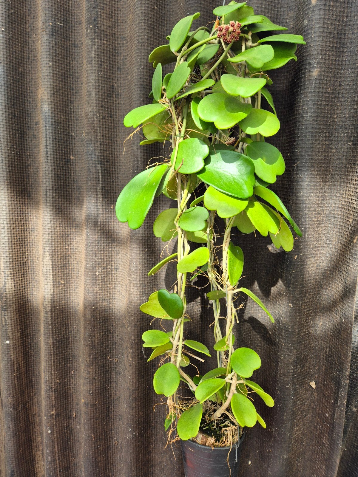 Hoya Kerrii XXL (1)