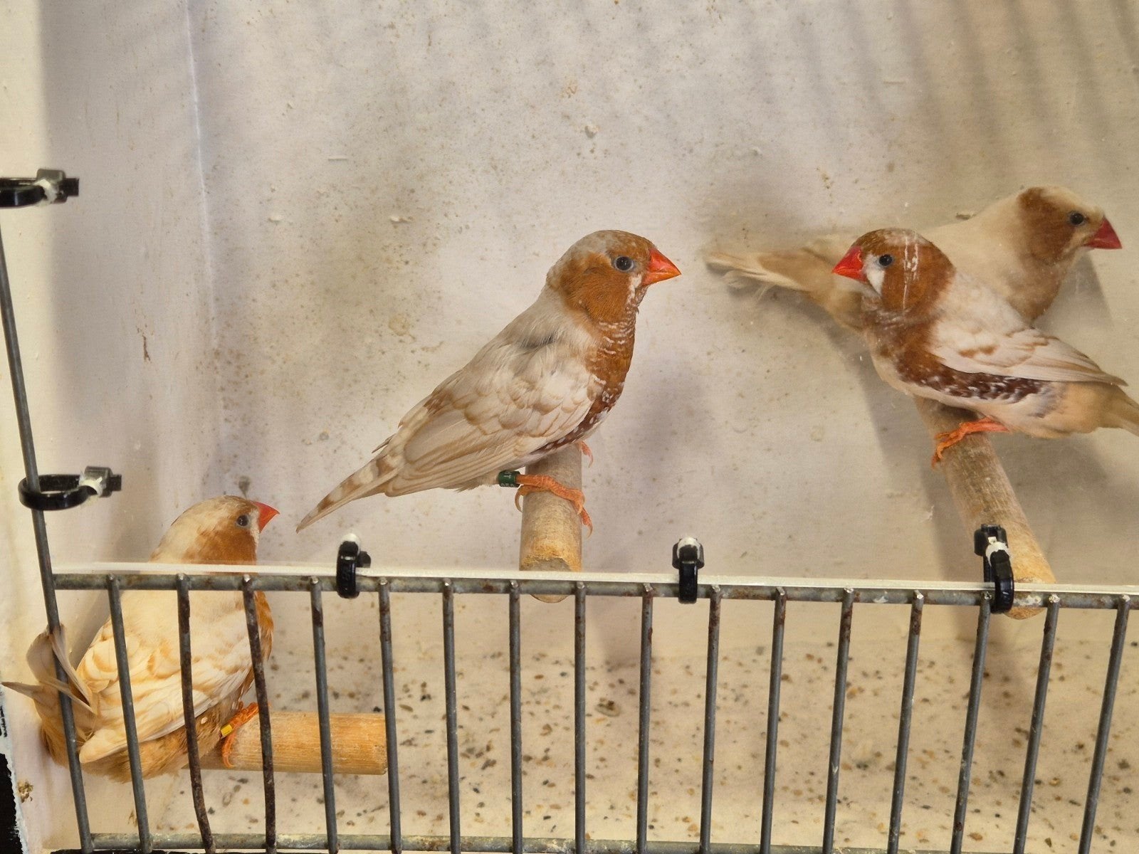 oranjeborst zwborst isabel, Dieren en Toebehoren, Vogels | Overige Vogels, Meerdere dieren