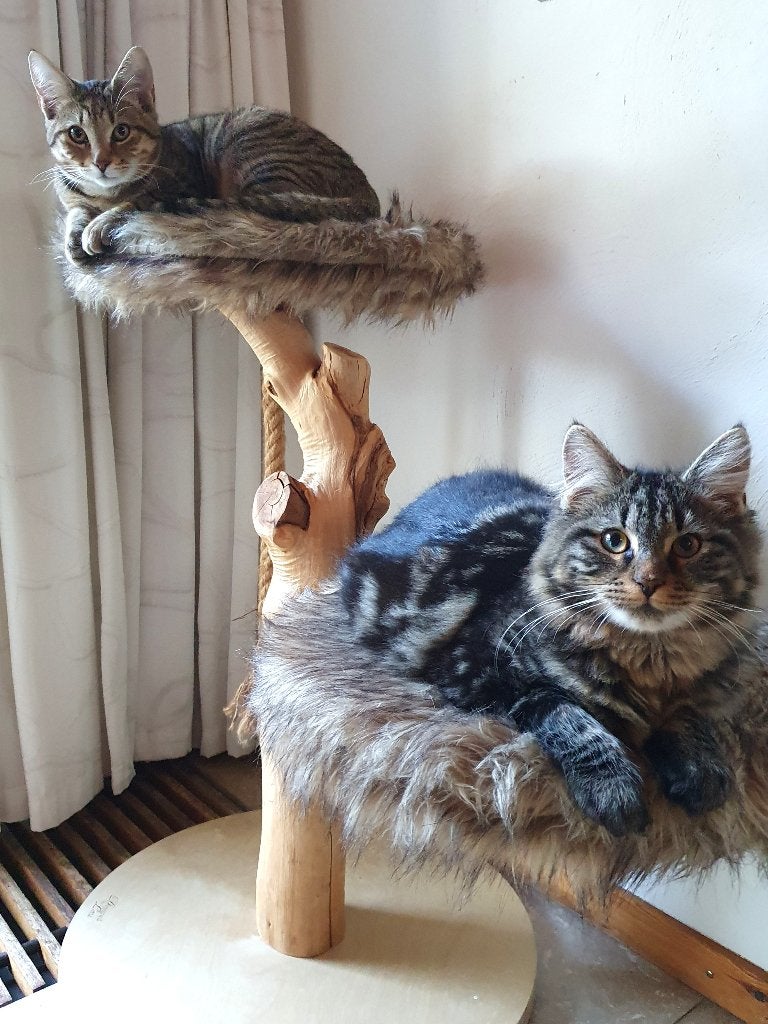 Mooie design krabpaal, Dieren en Toebehoren, Krabmeubelen, Ophalen, Zo goed als nieuw, Krabpaal