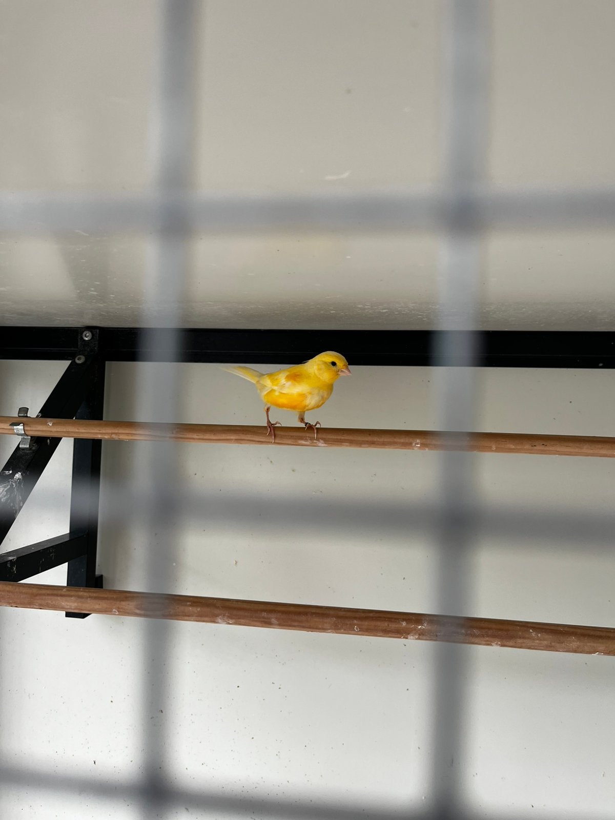 2 jonge man kanaries (2026, geringd), Dieren en Toebehoren, Vogels | Kanaries, Meerdere dieren, Kleurkanarie