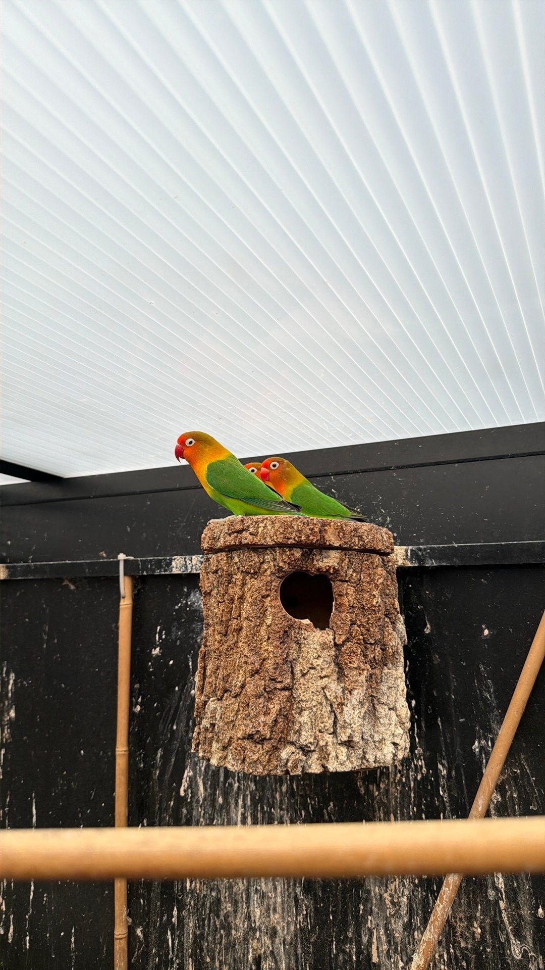 Agapornissen, Dieren en Toebehoren, Geslacht onbekend, Dwergpapegaai of Agapornis
