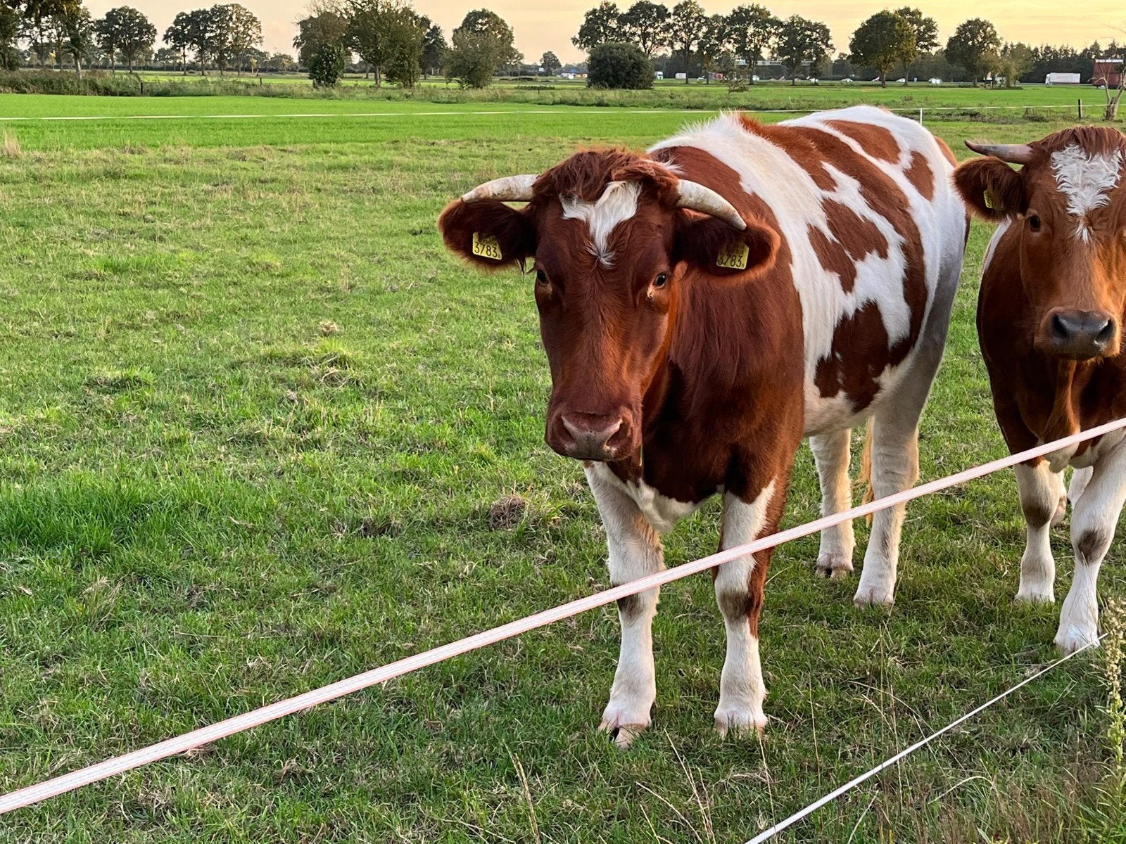 Roodbont Pink, Dieren en Toebehoren, Vrouwelijk
