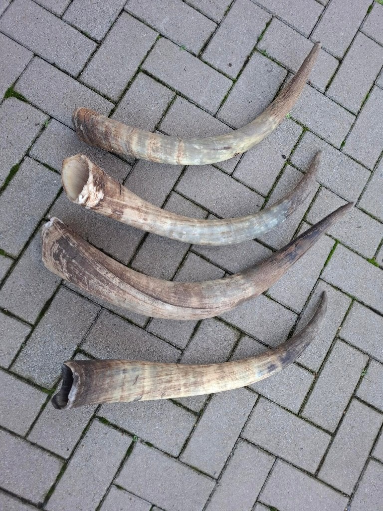 longhorn 70cm., Ophalen, Gebruikt, 70 cm, Decoratieobject