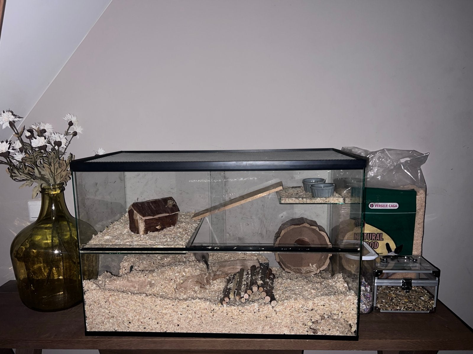 Compleet gerbil hok, Augustus, Mannelijk, Overige typen, Tam