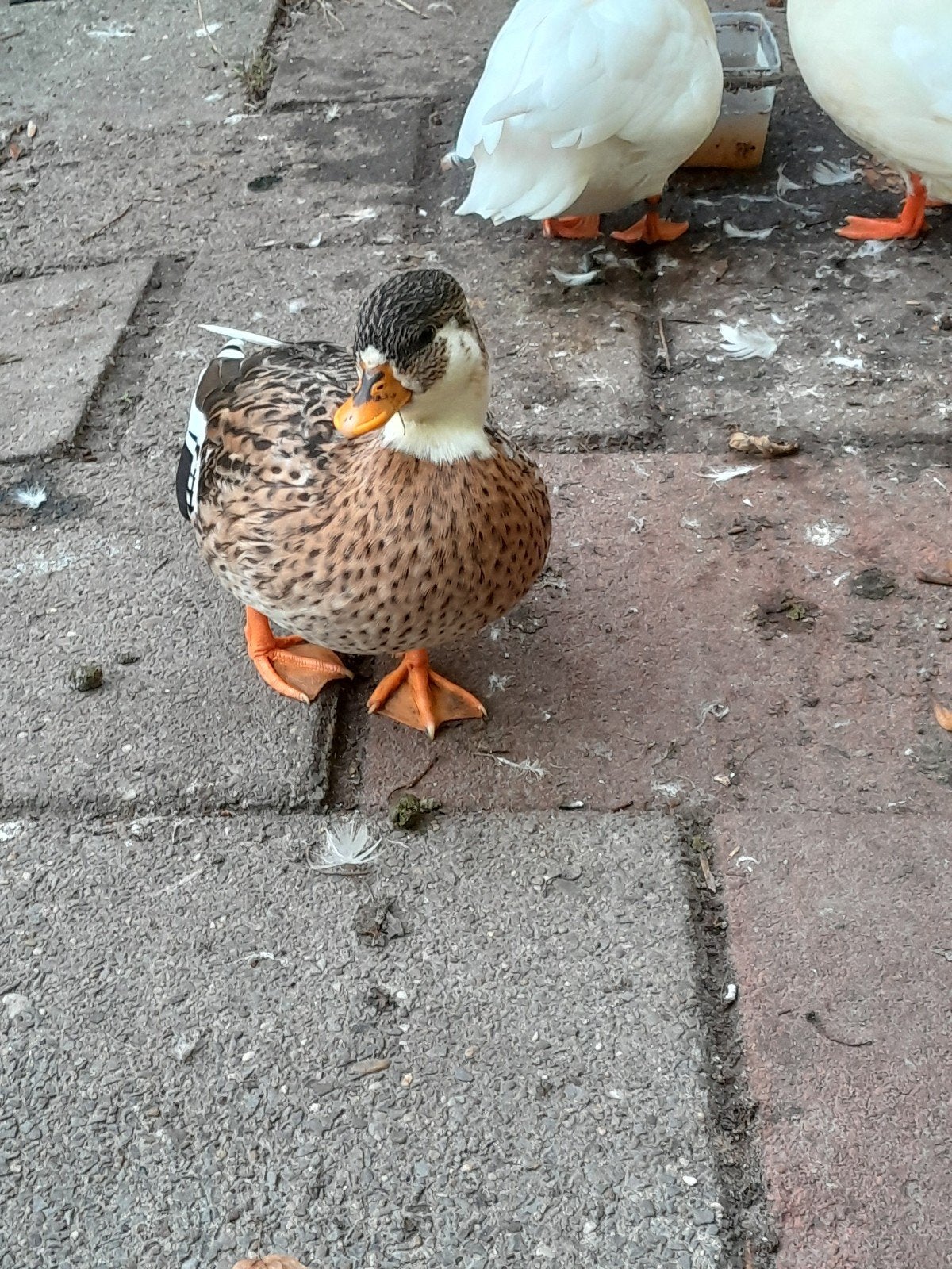 koppels kwakers, Dieren en Toebehoren, Pluimvee, Meerdere dieren, Eend