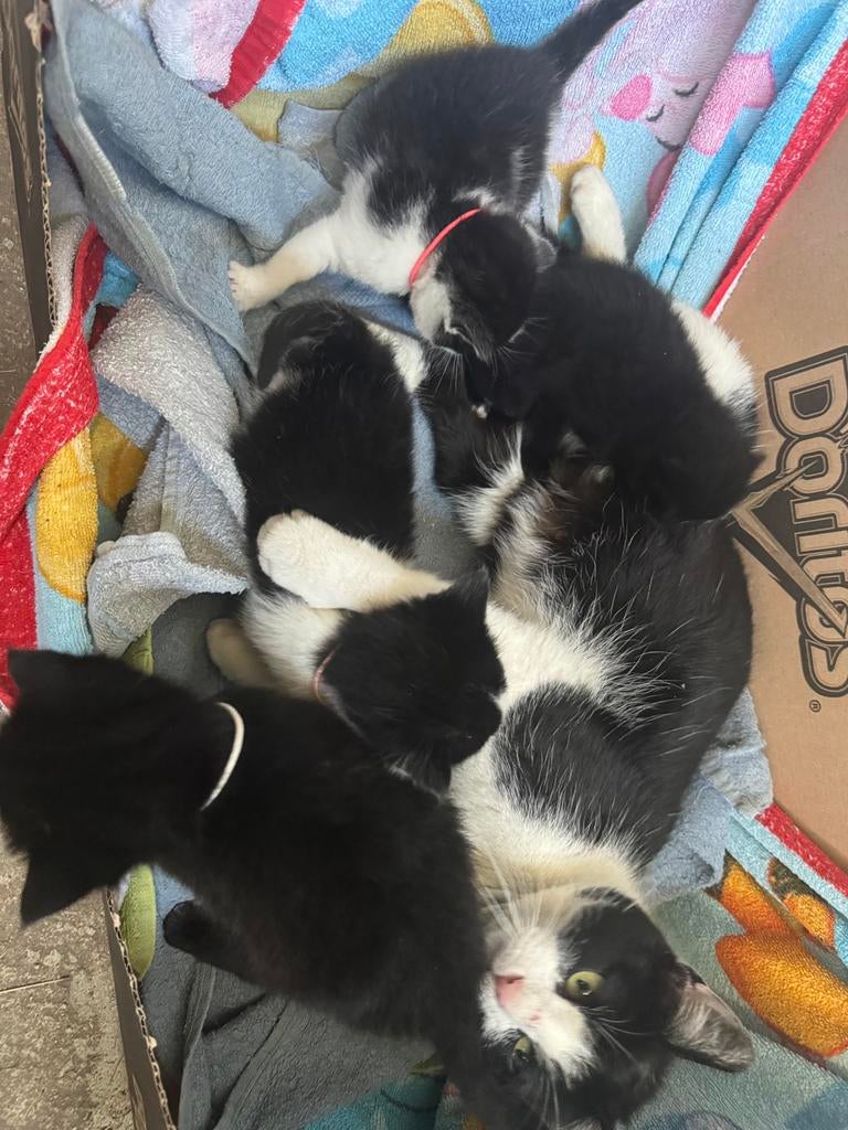 Boerderij Kittens, Dieren en Toebehoren, Meerdere dieren, Kortharig, 0 tot 2 jaar