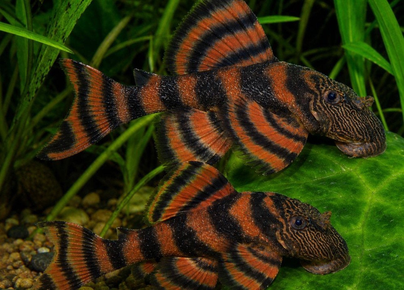 L397 pleco koppeltje, Vis