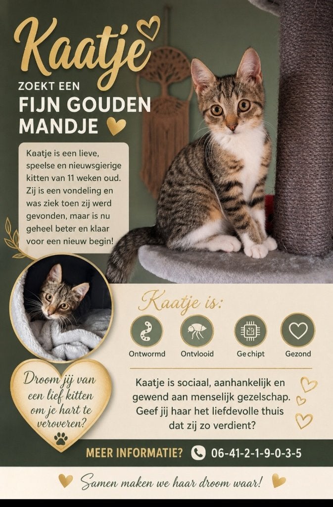 Kitten, Poes, Gechipt, 0 tot 2 jaar