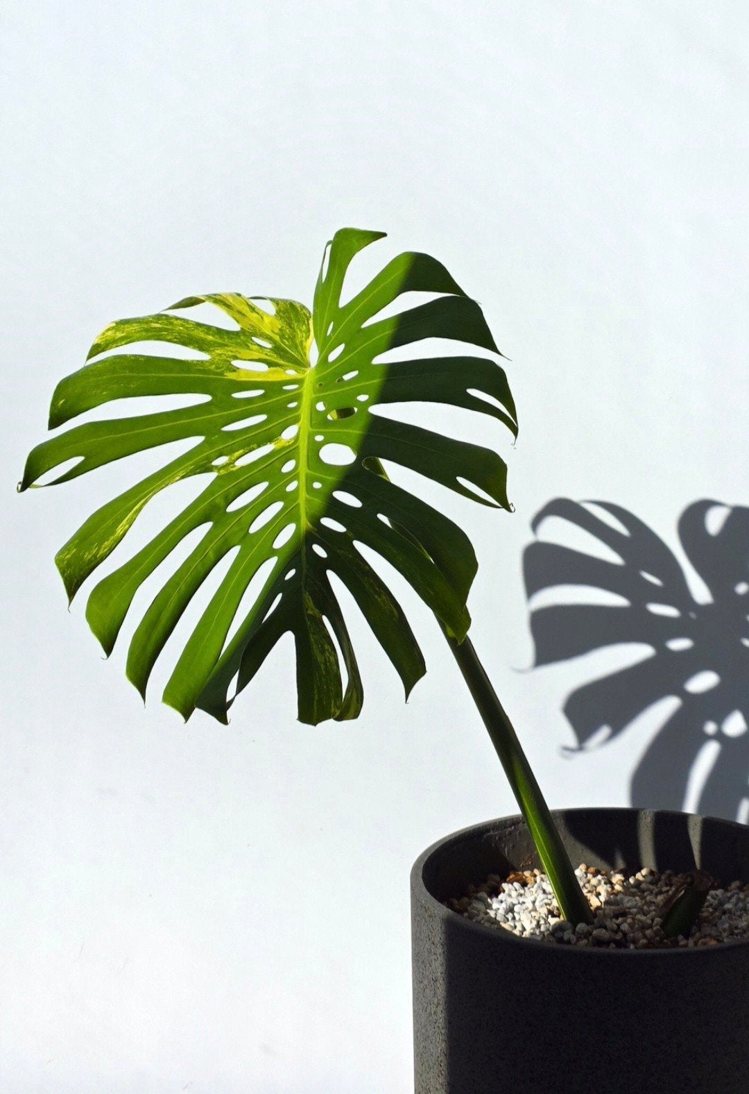 Monstera Deliciosa Variegata (NOID, large form, mint aurea), Ophalen, Overige soorten, Volle zon